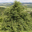 Quercus myrsinifolia: Bild 3/3