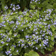 Brunnera macrophylla: Bild 5/5