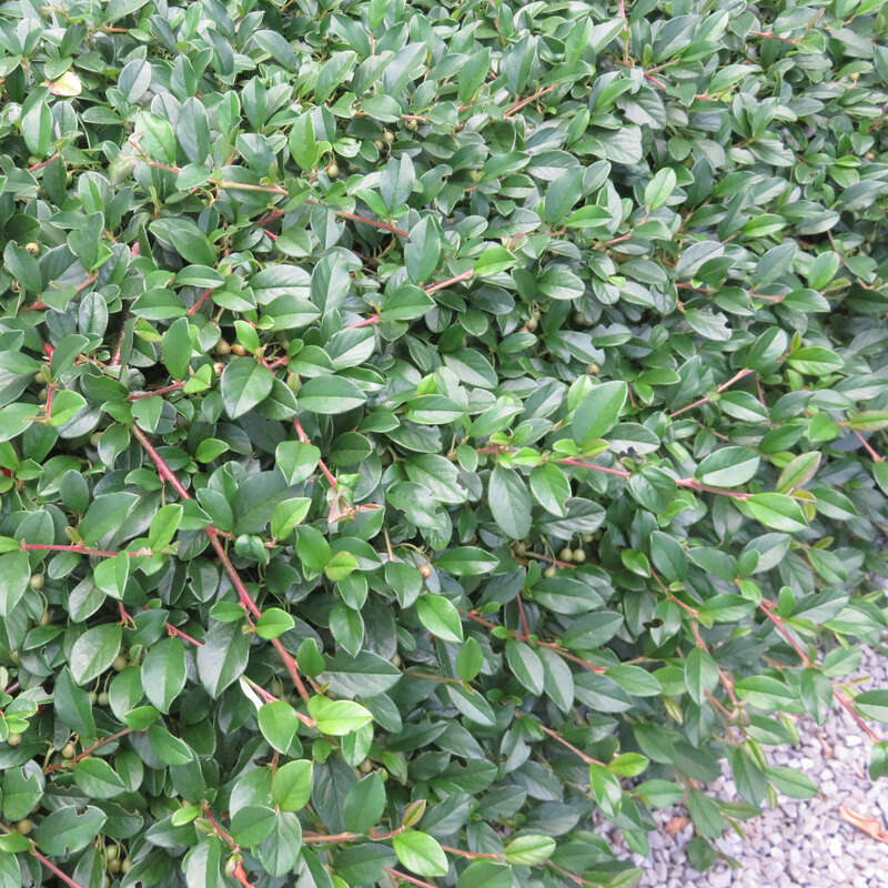 Kriechmispel - Cotoneaster dammeri - wei