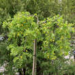 Caragana arborescens 'Pendula': Bild 4/6