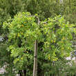 Caragana arborescens 'Pendula': Bild 4/4