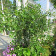 Prunus fruticosa 'Fruchtzwerg': Bild 4/5