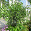 Prunus fruticosa 'Fruchtzwerg': Bild 4/5