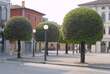 Quercus ilex: Bild 4/7