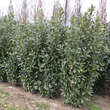 Prunus laurocerasus 'Green Torch': Bild 2/3