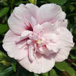 Hibiscus syr. 'Pink Chiffon': Bild 2/3