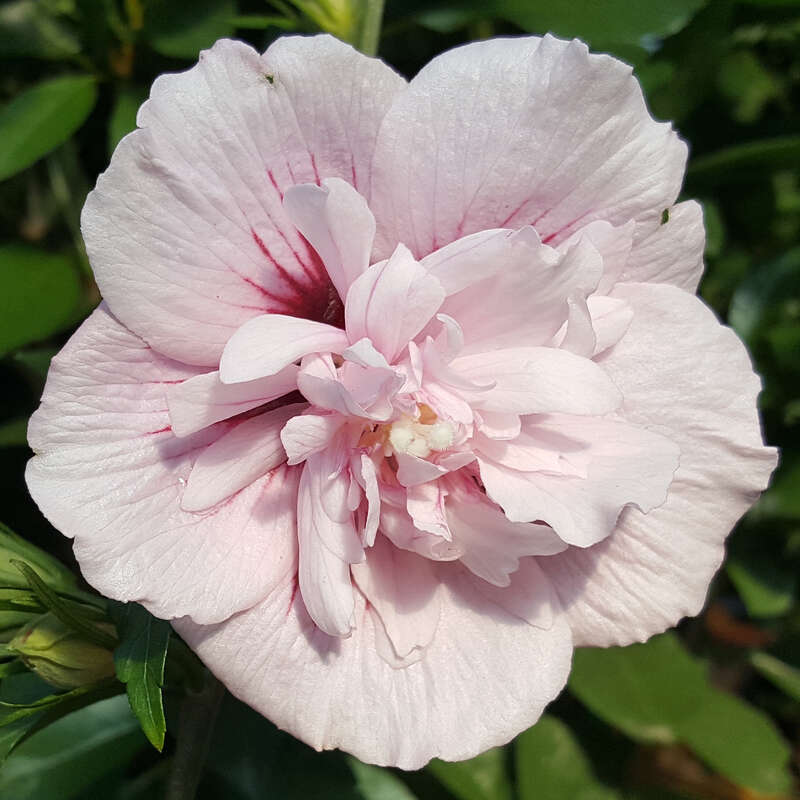 Eibisch Hibiscus Syriacus Pink Chiffon Rosa