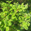 Quercus pubescens: Bild 3/8
