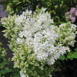 Syringa josiflexa 'Agnes Smith': Bild 4/4