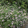 Spiraea japonica 'Little Princess': Bild 7/7