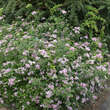 Spiraea japonica 'Little Princess': Bild 7/7