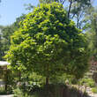 Platanus hispanica 'Alphens Globe': Bild 3/3
