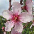 Prunus 'Tendul': Bild 3/3