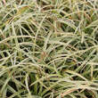 Carex 'Silver Sceptre': Bild 2/4