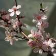 Prunus 'Tendul': Bild 2/3