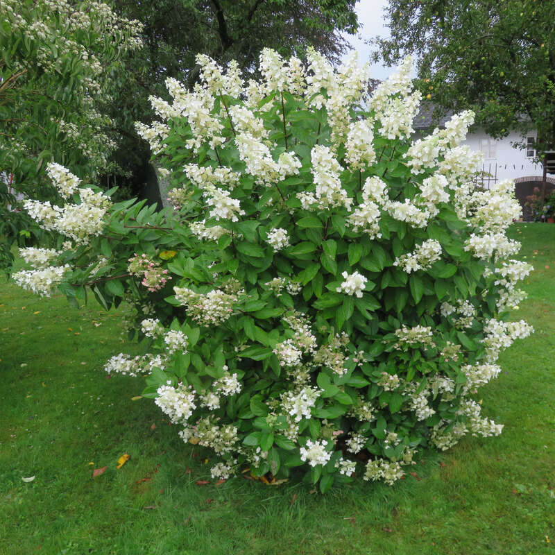 Rispenhortensie - Hydrangea paniculata 'Tardiva'