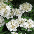 Viburnum macrocephalum 'Keteleerii': Bild 6/7