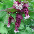 Leycesteria formosa: Bild 2/7