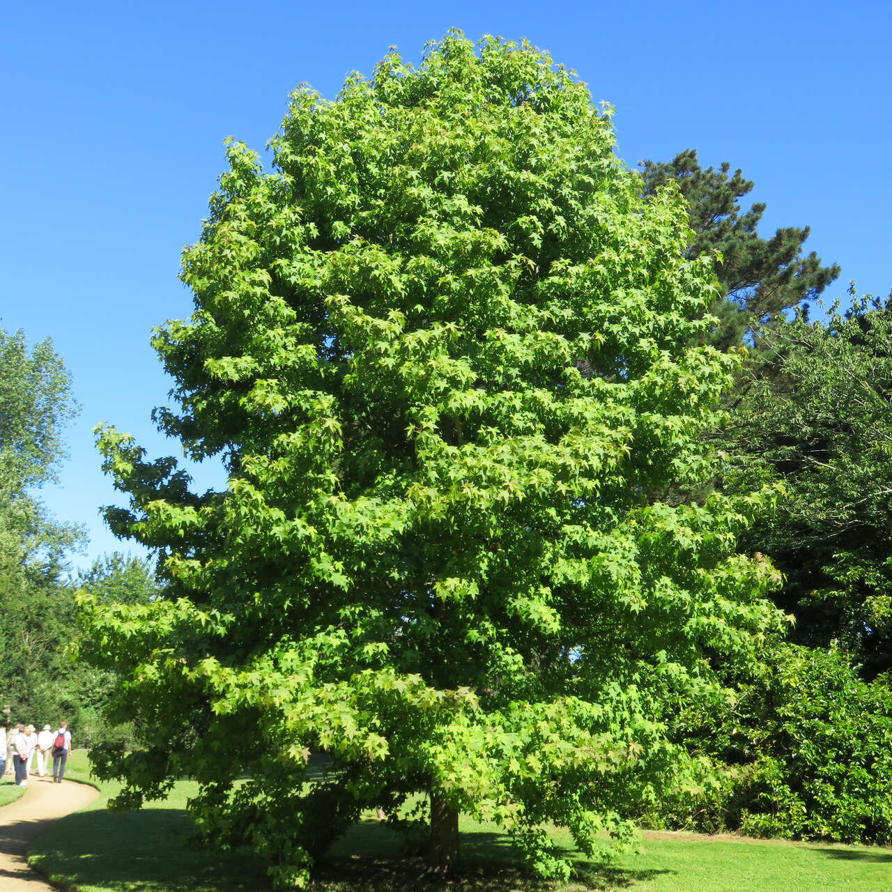 Amberbaum Liquidambar styraciflua grün