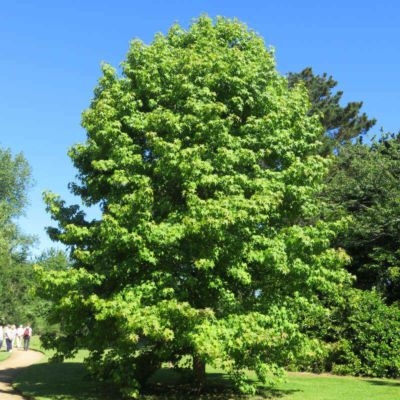 Amberbaum Liquidambar styraciflua