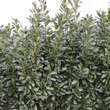 Prunus laurocerasus 'Green Torch': Bild 3/3