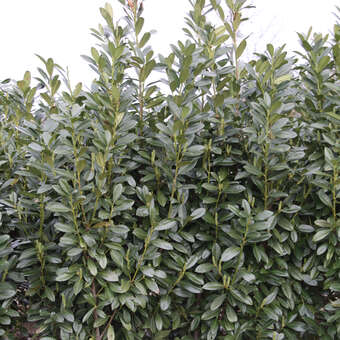 Kirschlorbeer - Prunus laurocerasus 'Green Torch'