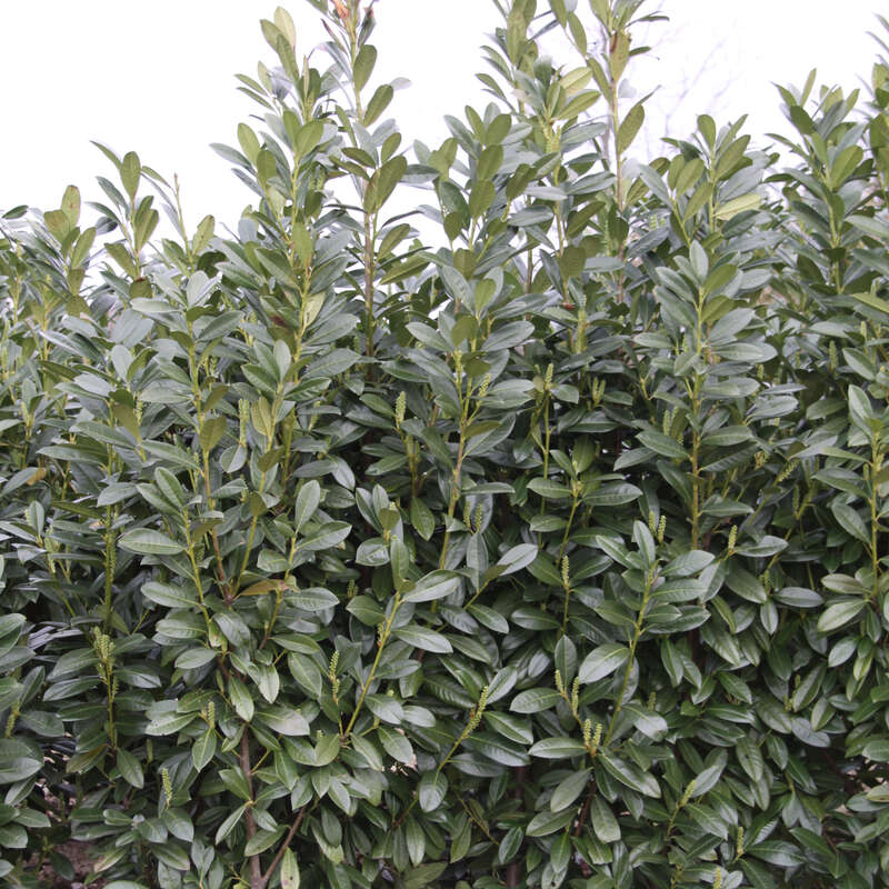Kirschlorbeer - Prunus laurocerasus 'Green Torch'