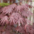 Acer palmatum 'Yasemin': Bild 4/5
