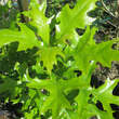 Quercus palustris 'Green Pillar': Bild 3/4