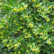Berberis julianae: Bild 3/6