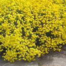 Aurinia saxatilis 'Compacta' - Steinkraut