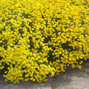 Aurinia saxatilis 'Compacta'