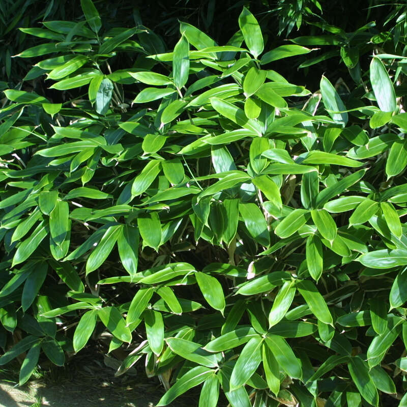 Chimaki-zasa-Bambus - Sasa palmata