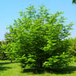 Pterocarya fraxinifolia: Bild 6/9