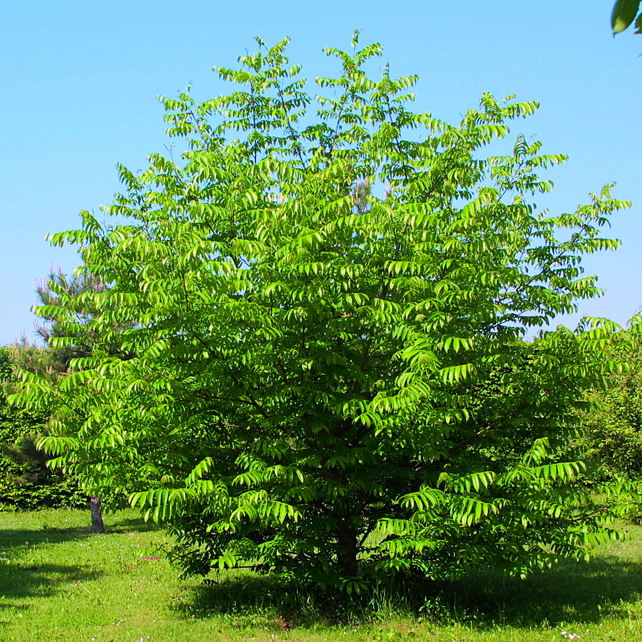 kaukasische-fl-gelnuss-pterocarya-fraxinifolia-gr-n