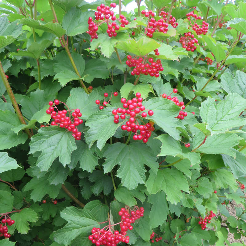 Gemeiner Schneeball Viburnum opulus weiß