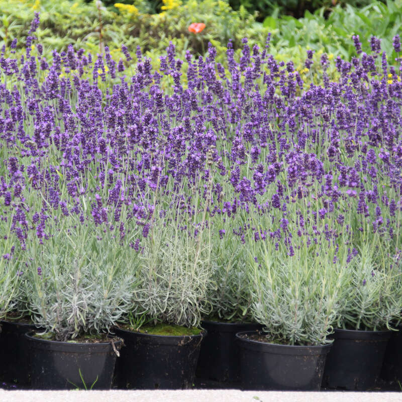 Lavendel Lavandula angustifolia 'Hidcote' blau