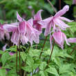 Clematis macropetala 'Markham's Pink': Bild 3/4