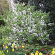 Malus 'Pom zai': Bild 7/7