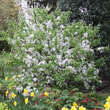 Malus 'Pom zai': Bild 7/7