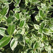 Euonymus fortunei 'Silver Queen': Bild 2/2
