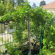 Caragana arborescens 'Pendula': Bild 3/6