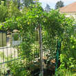 Caragana arborescens 'Pendula': Bild 3/4