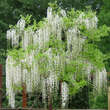 Wisteria floribunda 'Shiro-noda': Bild 3/8