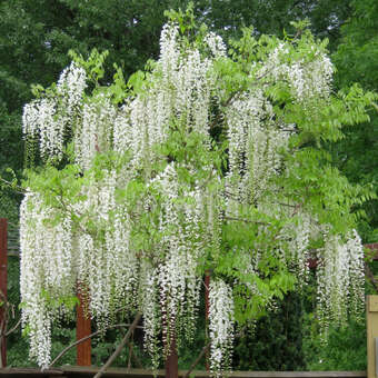 bonsais comprar 'Metis' the Ginkgo