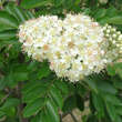 Sorbus 'Titan': Bild 2/12