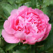 Paeonia suffruticosa rosa: Bild 4/7