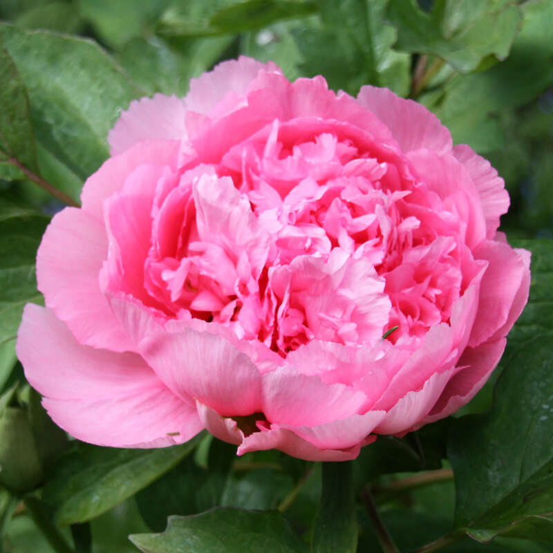 Strauch Pfingstrose Paeonia Suffruticosa Rosa Rosa