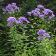 Campanula lac. 'Prichard's Variety': Bild 5/5