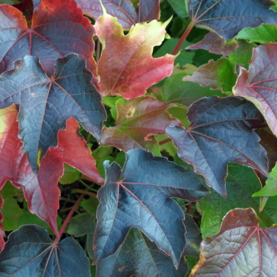 Mauerkatze Parthenocissus tricuspidata 'Veitchii' gelb